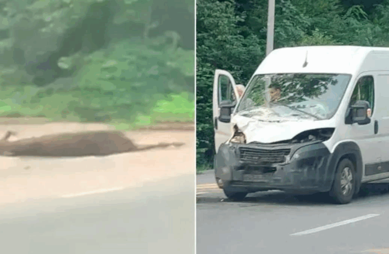 Біля Вінниці мікроавтобус збив лося