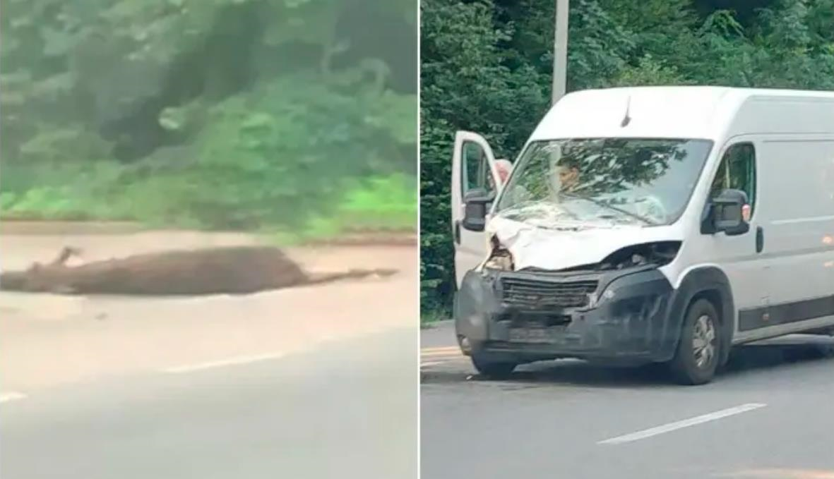 Новини України - Біля Вінниці мікроавтобус збив лося