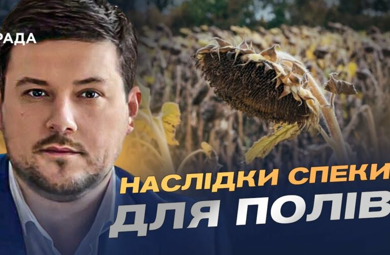 Врожай соняшника 2025: американський прогноз та українські реалії | Денис Марчук
