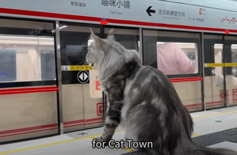 Китаєць побудував для свого кота метро