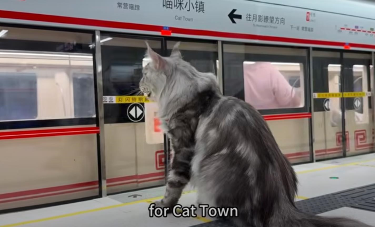 Новини світу - Китаєць побудував для свого кота метро