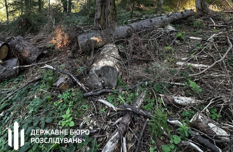 Лісничому загрожує до п’яти років за вирубку у заповіднику