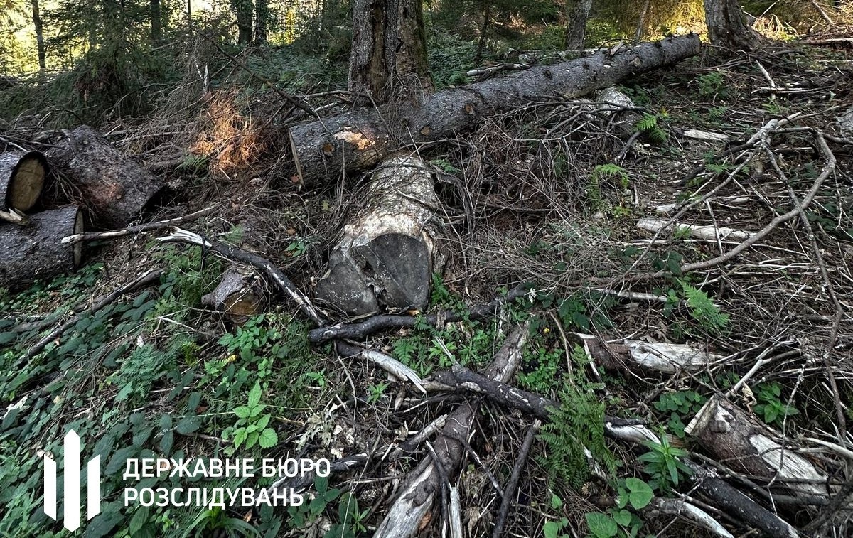 Новини України - Лісничому загрожує до п’яти років за вирубку у заповіднику