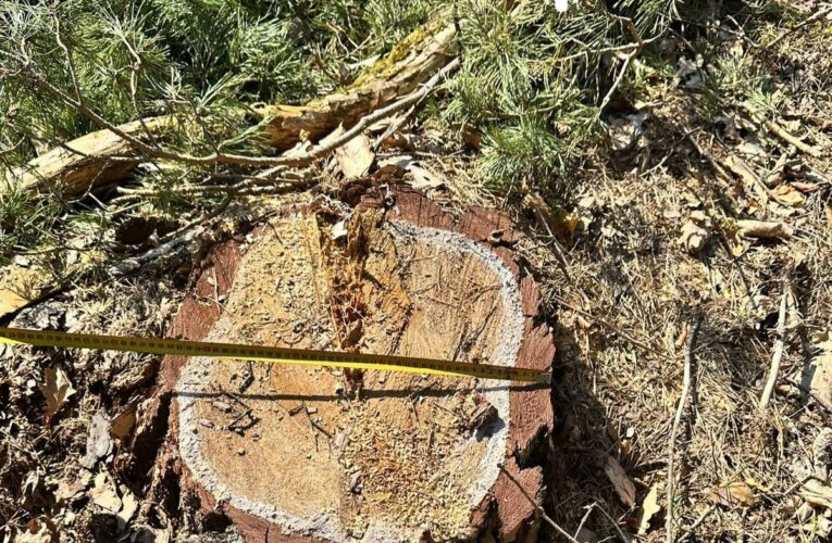 На Львівщині колишній лісничий допустив вирубку майже трьох тисяч дерев