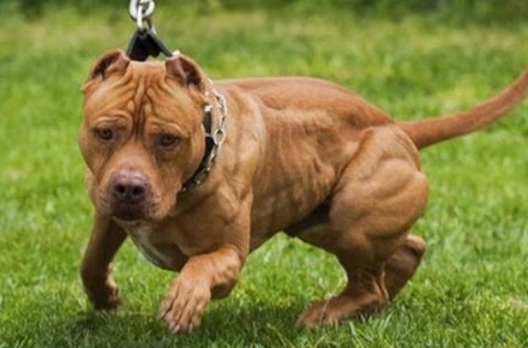 Під Києвом собака покусав дитину, її госпіталізували