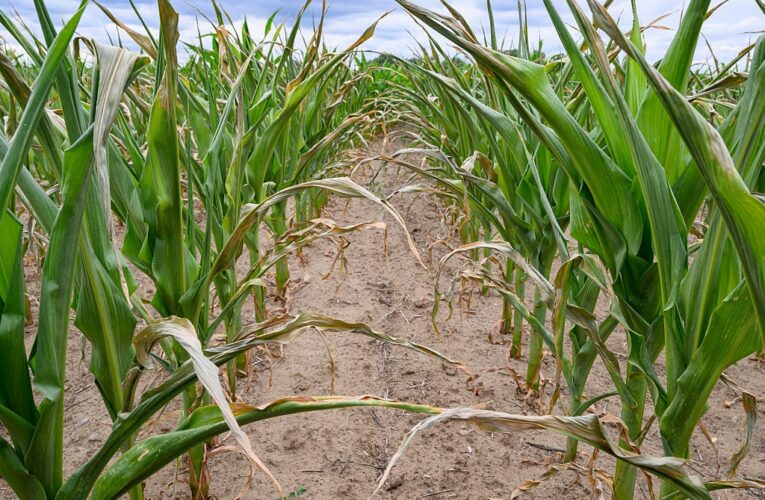 Посуха знищила урожай кукурудзи і соняшника на Миколаївщині – Кім