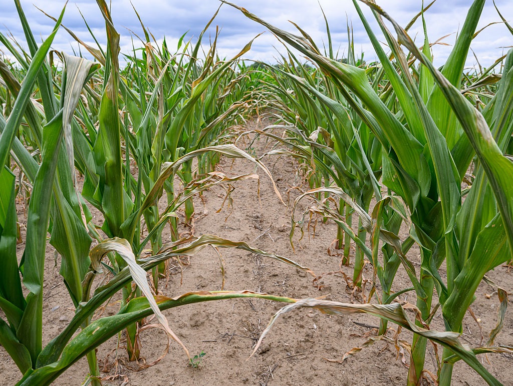 Новини України - Посуха знищила урожай кукурудзи і соняшника на Миколаївщині - Кім