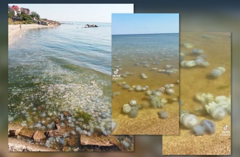 Ситуація в Азовському морі близька до екологічної катастрофи – ЦПД