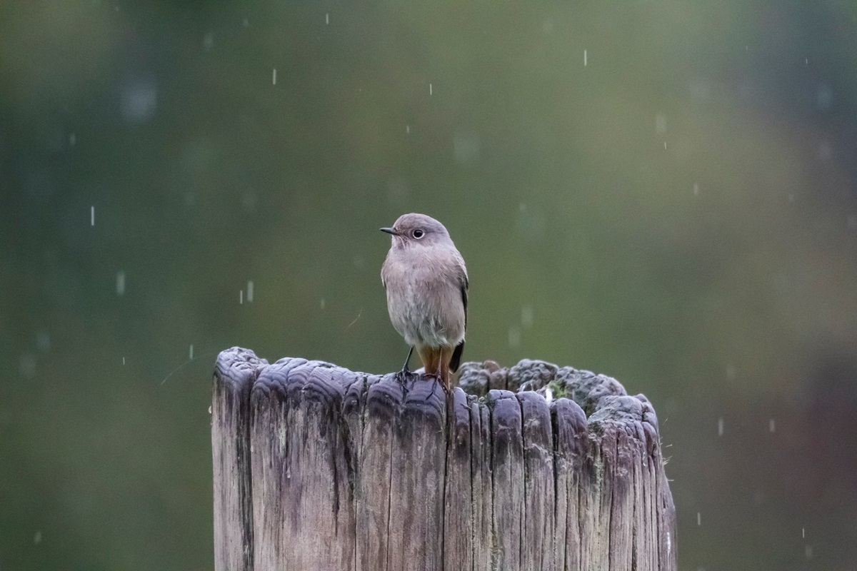 Новини України - Спека до +35°, подекуди дощі: прогноз погоди на початок тижня