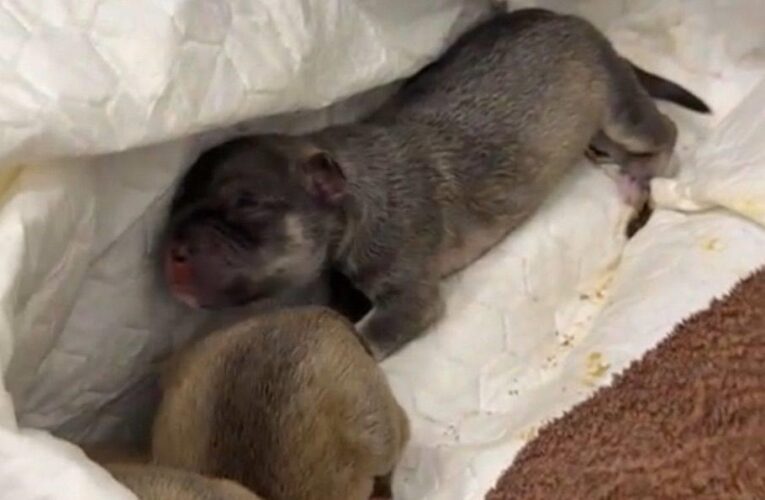 У Києві на смітник викинули живих цуценят в пакеті