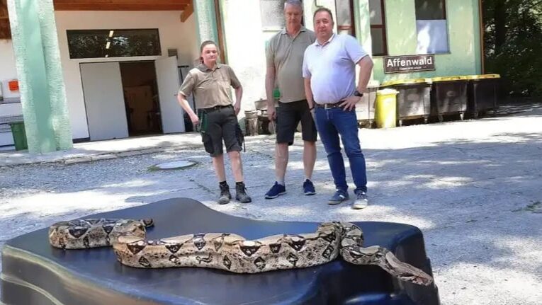 У Німеччині жінка знайшла 2,5-метрового удава