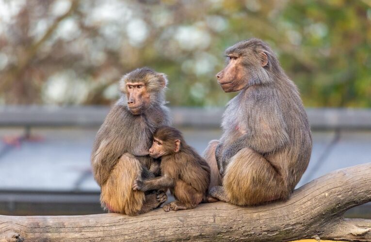У німецькому зоопарку убили 12 бабуїнів через брак місця у вольєрі