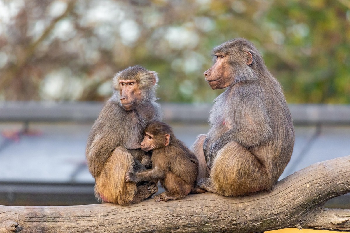 Новини світу - У німецькому зоопарку убили 12 бабуїнів через брак місця у вольєрі