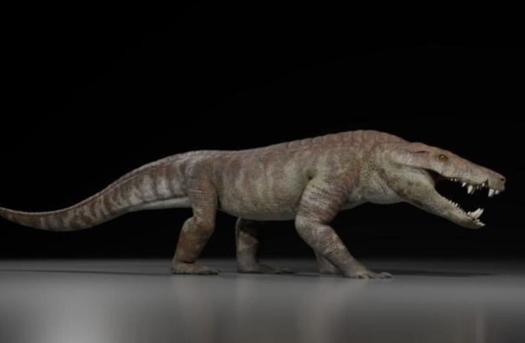 У Патагонії знайшли скам’янілі рештки крокодилоподібного хижака