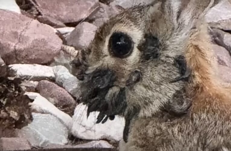 У США з’явилися “кролики-Франкенштейни”