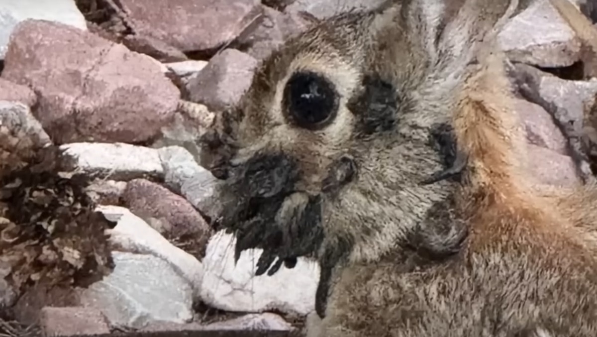 Новини світу - У США з’явилися "кролики-Франкенштейни"