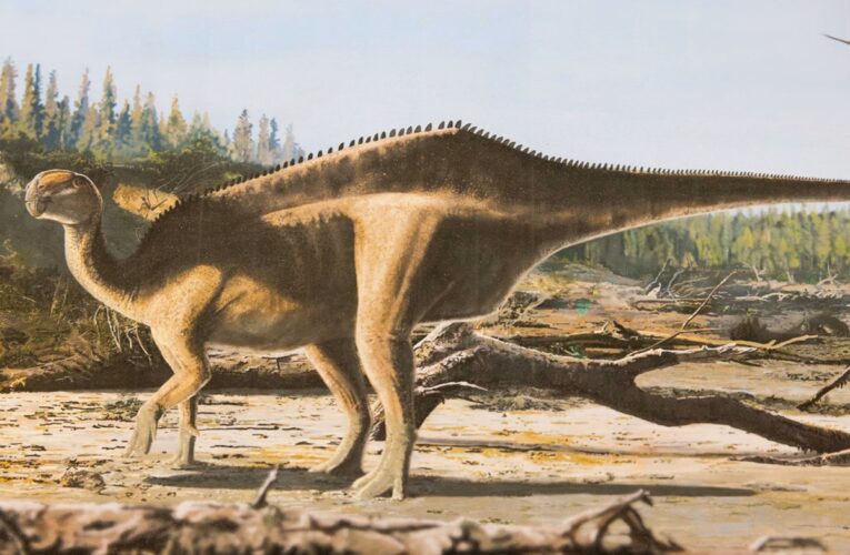 У Великій Британії відкрили новий вид динозавра з “парусом” на спині