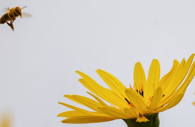 В Україні утримається суха та тепла погода