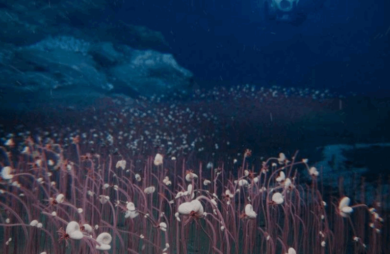 Вчені відкрили раніше невідому екосистему у Тихому океані