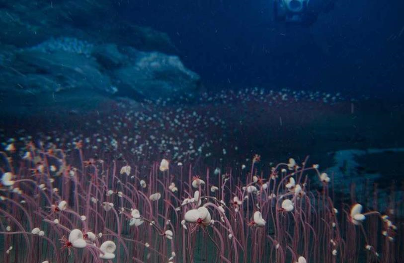 Технології - Вчені відкрили раніше невідому екосистему у Тихому океані