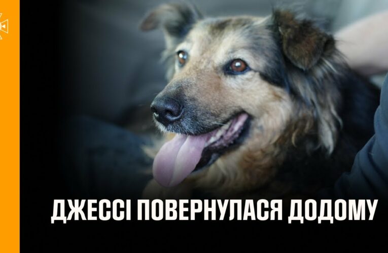 Щасливий фінал, на який чекала вся Україна: собака Джессі знову в родині! 🐾