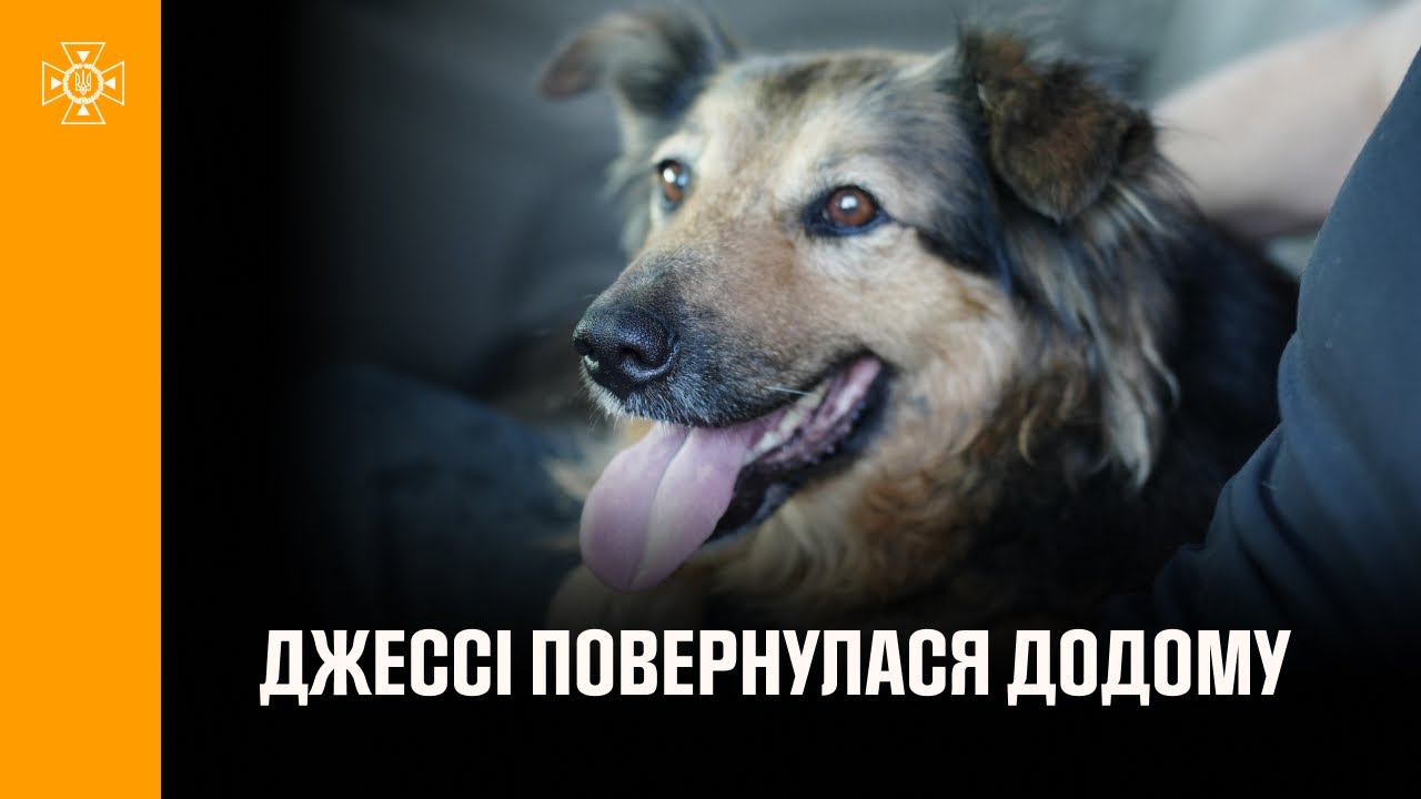 Щасливий фінал, на який чекала вся Україна: собака Джессі знову в родині! 🐾