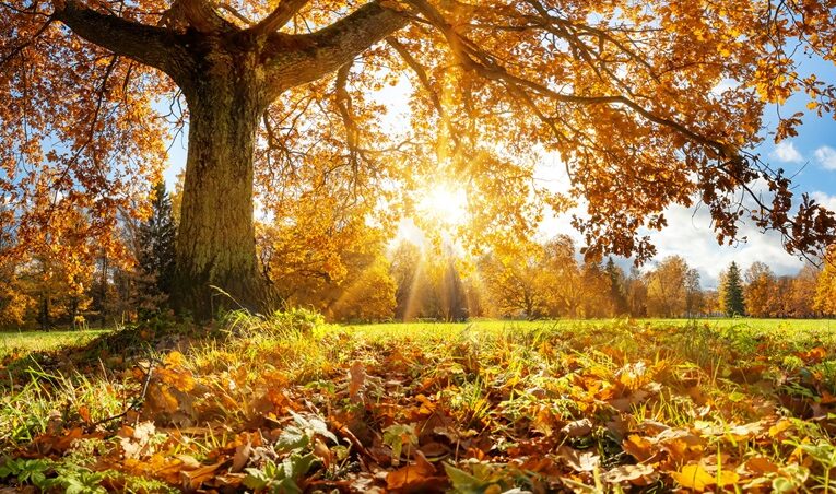 Тепло і сонячно: якою буде погода у перші вихідні осені