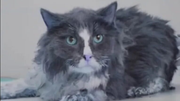 Удар по Києву: з-під завалів врятували шістьох котів