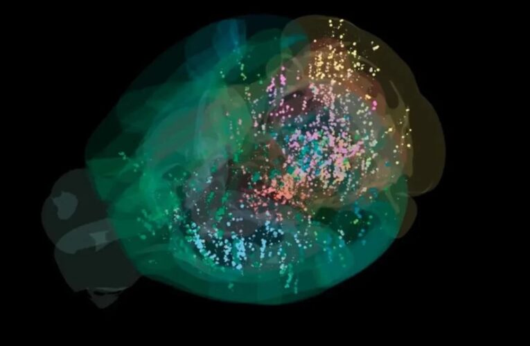 Вчені створили першу детальну карту прийняття рішень у мозку