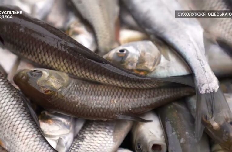Короп, товстолоб та білий амур – на Одещині зарибили Дністровський лиман