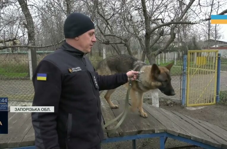 Нові чотирилапі герої: робота службових собак під час ліквідації наслідків атак