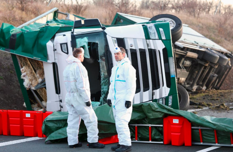 Тисячі курей розбіглися з місця масштабної ДТП у Німеччині