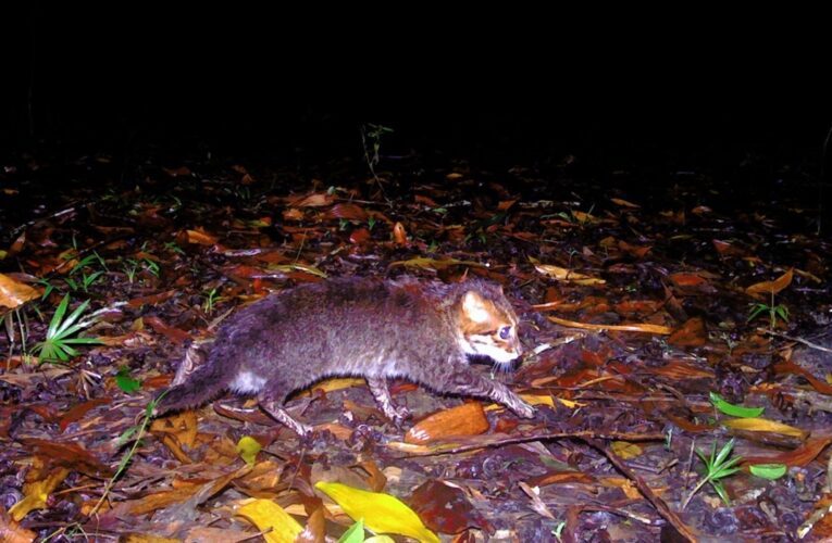 У Таїланді вперше за 30 років зафіксували рідкісну дику кішку