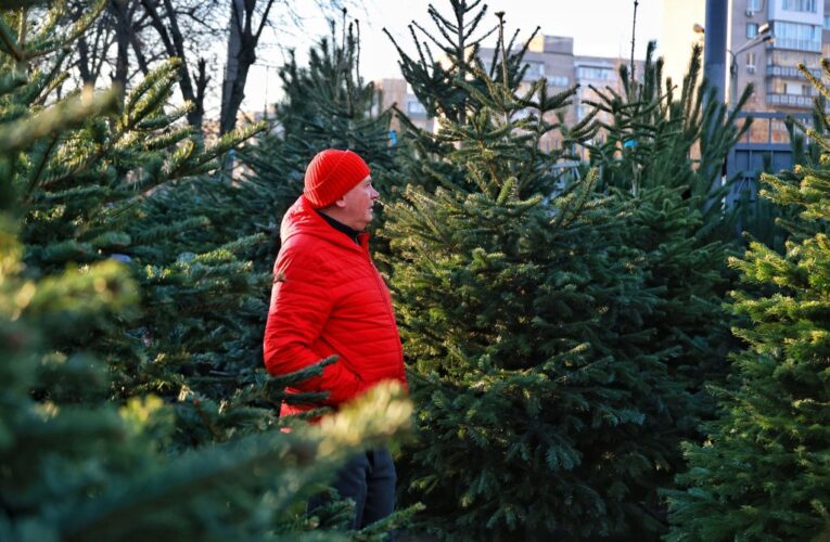 В України утричі збільшили штраф за вирубку хвойних