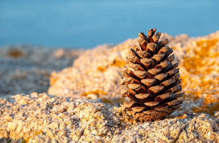 Гороскоп для всіх знаків зодіаку на 13 січня 2026 року