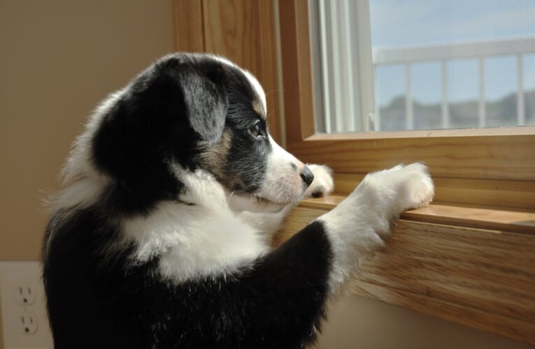 На Хмельниччині чоловік викинув собаку з сьомого поверху