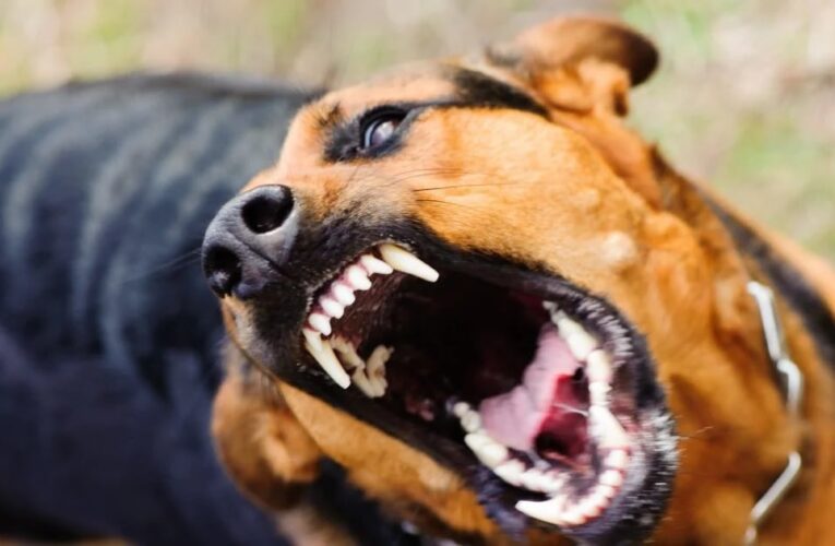 На Закарпатті собаки покусали дітей, що попросилися в туалет при дорозі