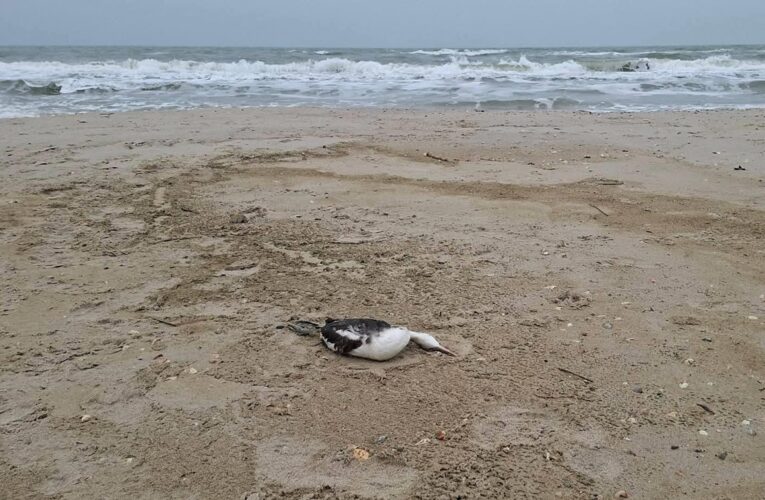 Розлив олії під Одесою призвів до загибелі понад 1000 птахів – еколог