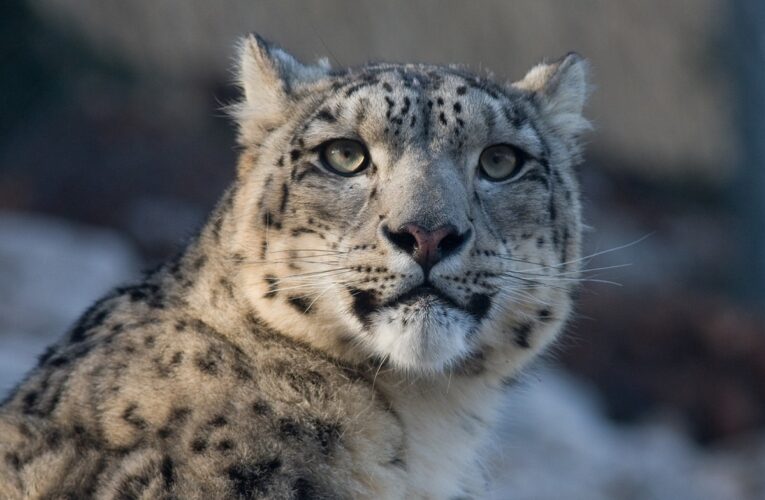 Туристка в Китаї постраждала від нападу барса, намагаючись зробити фото