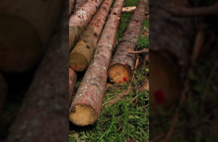 За незаконну порубку дерев прокуратура вимагає відшкодувати 11,8 млн грн