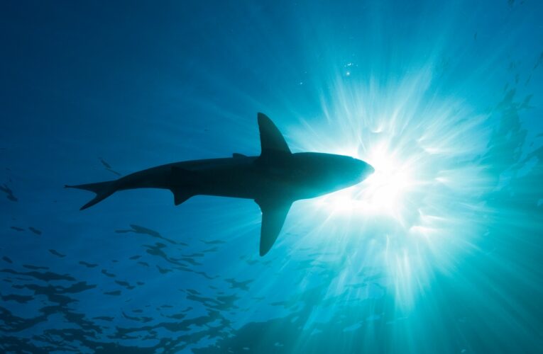 Біля Антарктиди вперше зафіксували акулу