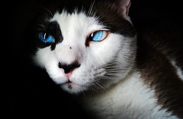 Гороскоп для всіх знаків зодіаку на 11 лютого 2025 року