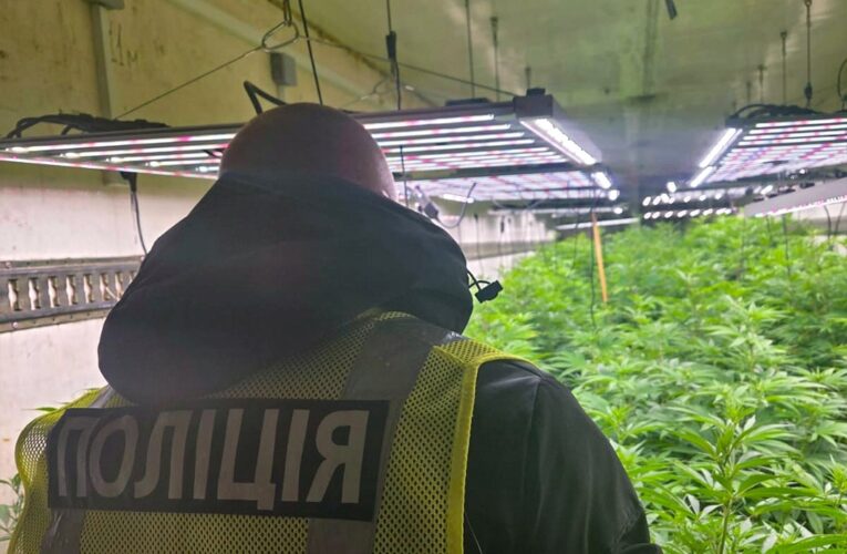 На Черкащині викрили промислову наркоплантацію з сонячними панелями