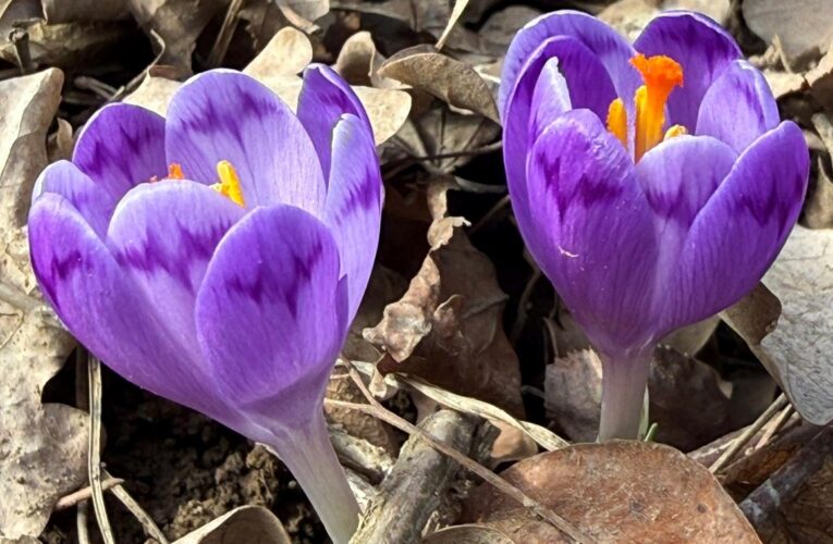 На Закарпатті зацвіли шафрани та підсніжники