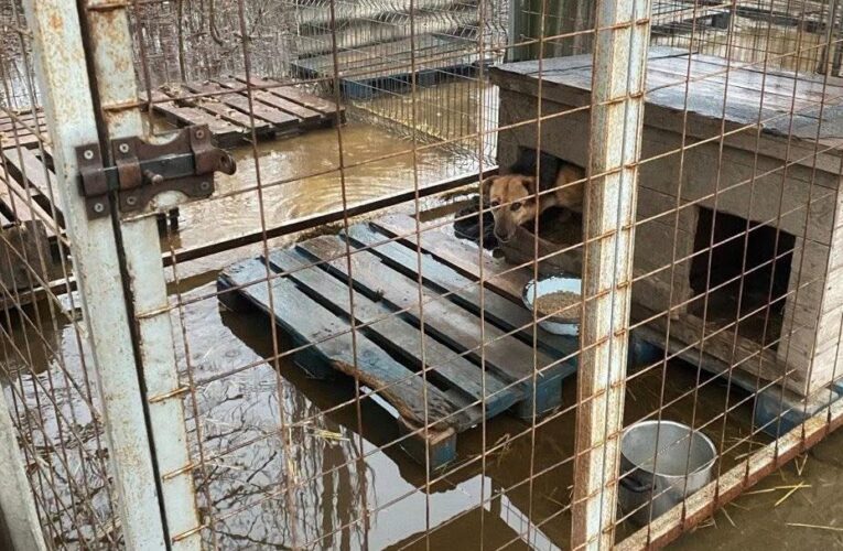 Притулок у Кропивницькому опинився під водою: “у пастці” сотні собак
