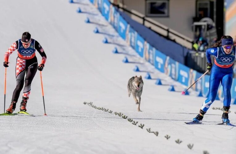 Собака став учасником жіночого кросу на Олімпіаді
