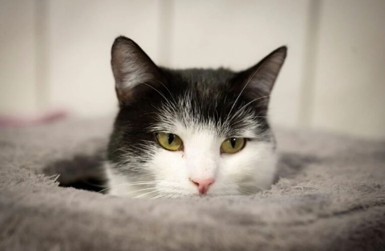 У Німеччині кішку Шилу віддали до притулку через тягу до поїздів