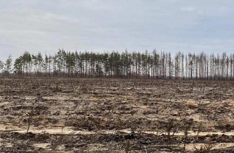 В Україні викрили схеми незаконних рубок на 18 млн