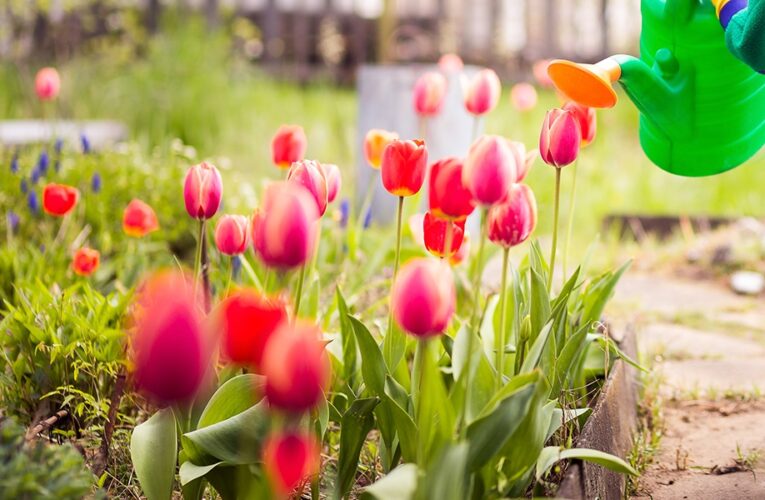 Весняна хитрість для пишного цвітіння тюльпанів у вашому саду