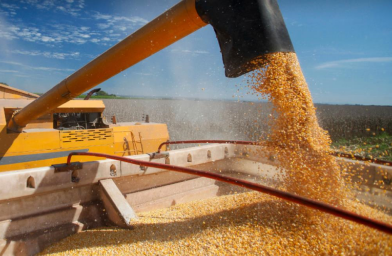БЕБ запобігло незаконному експорту кукурудзи до Малайзії на 202 млн